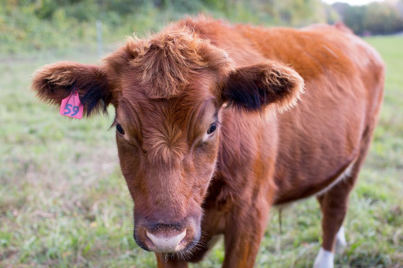 Woodstock Sustainable Farms别墅 客房 照片