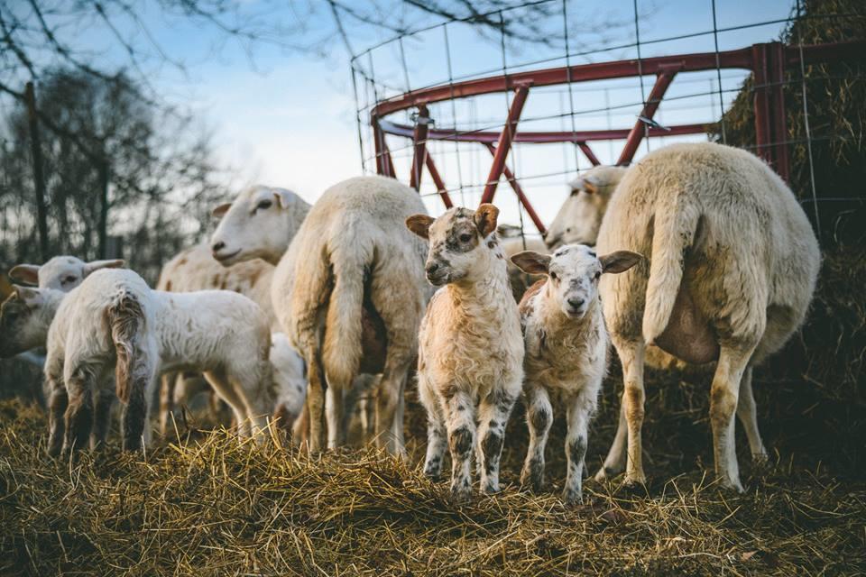 Woodstock Sustainable Farms别墅 客房 照片